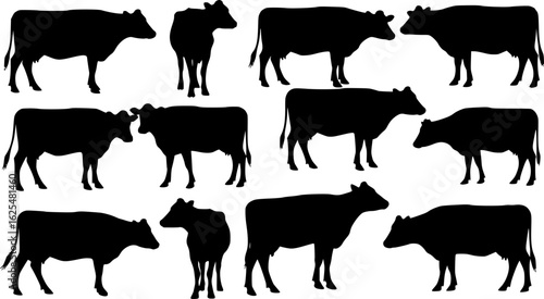 Set of jersey cow silhouettes in various poses. isolated vector on white background.
