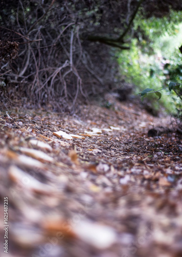 breadcrumbs through a forest