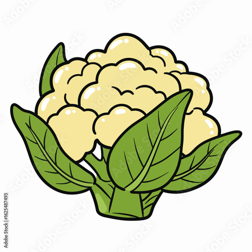 Fresh cauliflower with green leaves in vector illustration style  