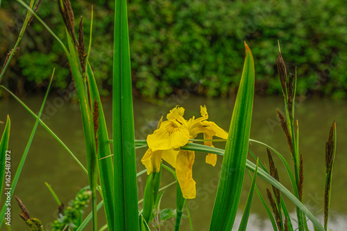 Fotografie Wild yellow iris in the canalside
