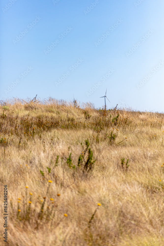 Obraz premium Wind Turbines in Rural Landscape with Wildflowers