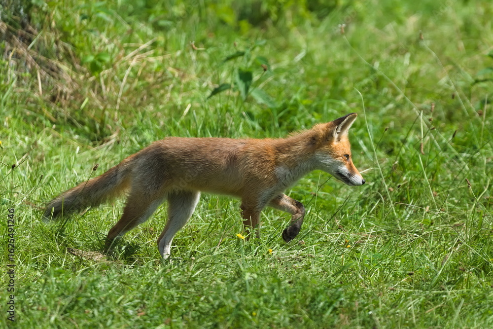 Naklejka premium Vulpes vulpes aka The red fox is hunting rodents on the field. Summer evening. Nature of Czech republic.
