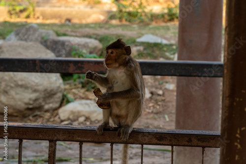 Monkey at the zoo, Bangkok Thailand