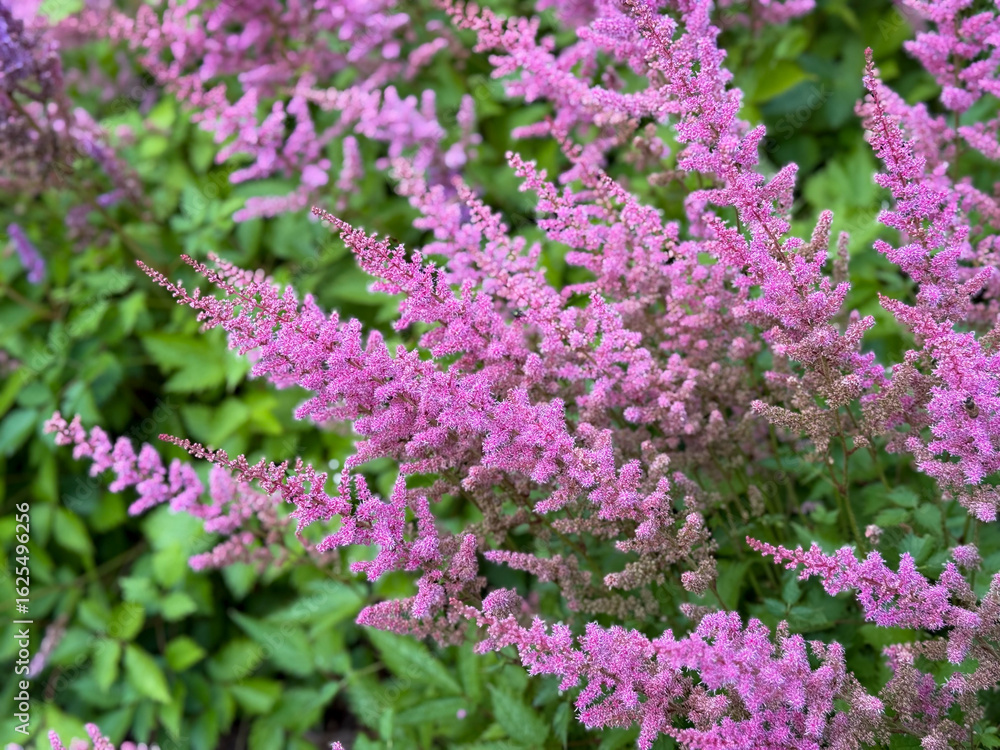 Obraz premium Beautiful blooming vibrant pink purple Chinese astilbe decorative garden flowers close up, floral wallpaper background with pink purple Astible flowers