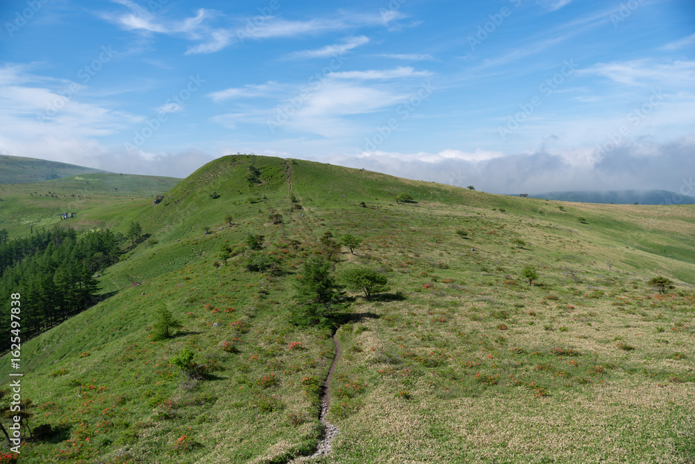 Obraz premium 爽やかな朝の高原 霧ヶ峰