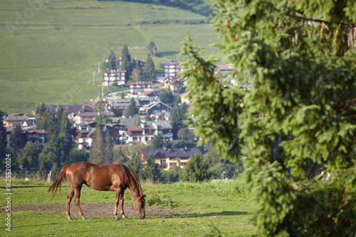 Horse in the mountains of Gallio, Asiago.