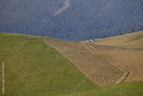 Field with cut hay in mountain, Asiago.