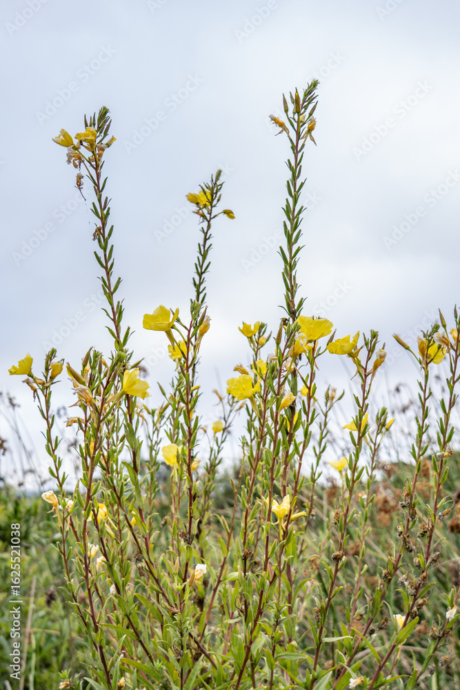 Obraz premium Oenothera elata is a species of Oenothera，Hooker's evening primrose or tall evening primrose. Monterey, California. 