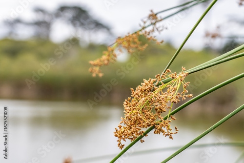 Fototapeta Schoeneoplectus californicus is a species of sedge, California bulrush, southern bulrush and giant bulrush