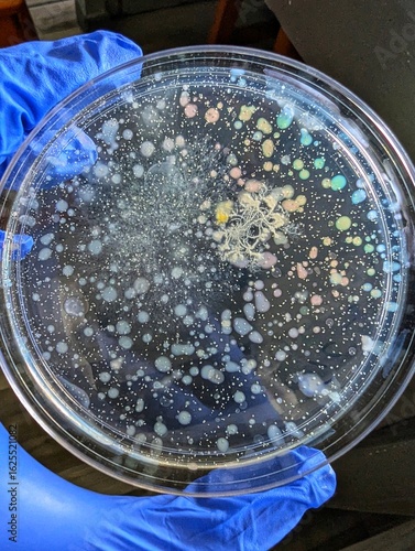 Canvastavla Growth of bacteria colonies on plate count Agar Plates in a microbiology laboratory