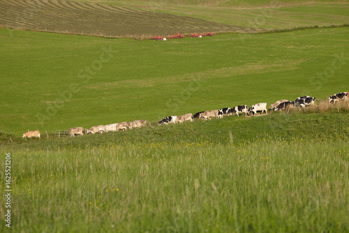 Herd of cows in mountain field, Asiago