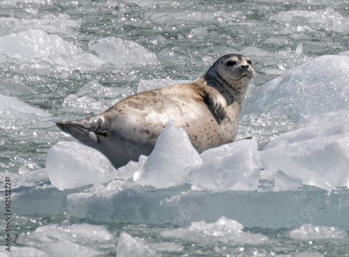 Harabor Seal on Iceberg, Dawes Glacier