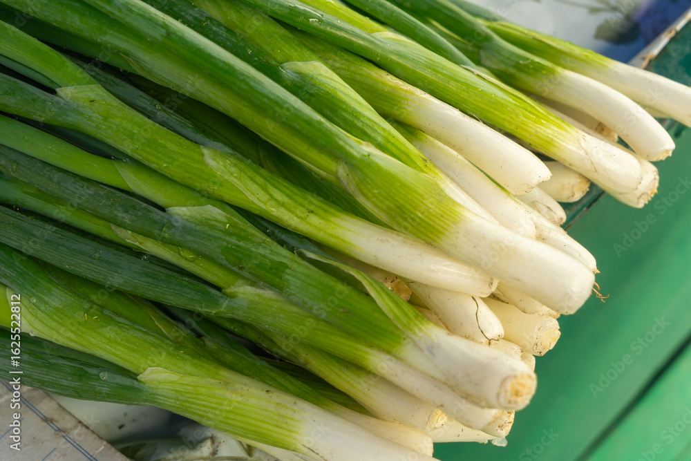 Fototapeta premium Fresh green onions with drops of water on a market counter. Bunch of organic spring onions close up healthy vegetables with green stalks freshly harvested and displayed in natural light.
