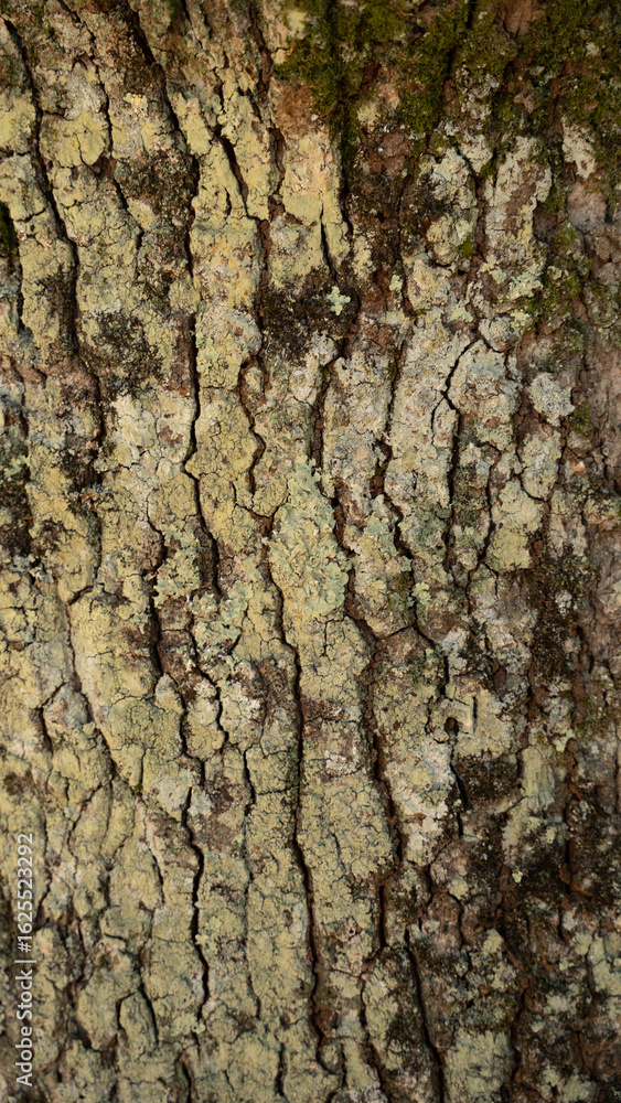Naklejka premium A close-up and detailed shot of the rough bark of a tree. The surface features deep cracks, intricate patterns, and a variety of brown, gray, and green hues, with moss or lichens