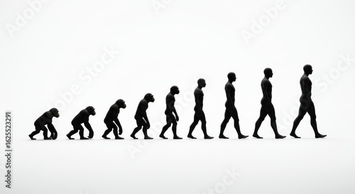 Visualizing the Evolutionary Ladder: From Early Primates to Contemporary Humans in Silhouette