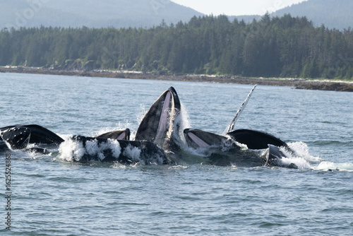 Humpback Whales Bubble Net Feeding, Frederick Sound, Alaska