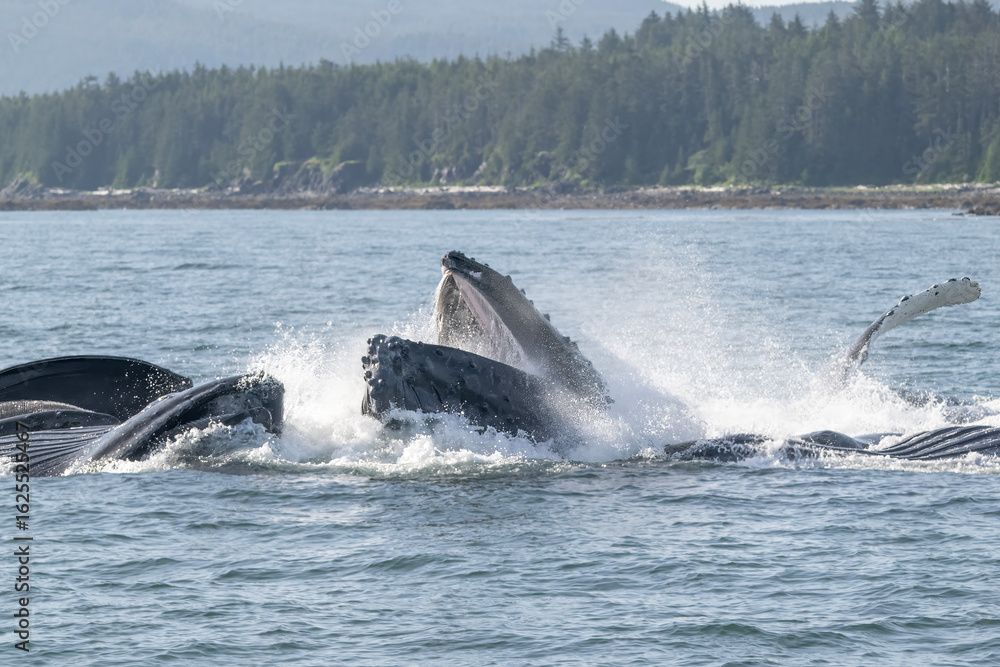 Fototapeta premium Humpback Whales Bubble Net Feeding, Frederick Sound, Alaska