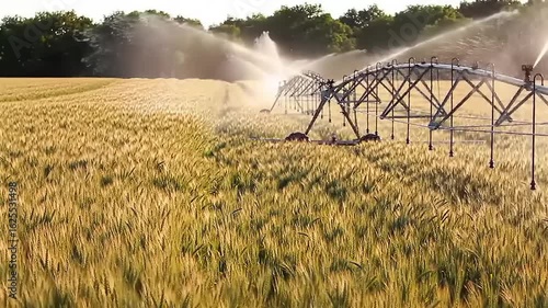 Irrigation system watering a wheat field