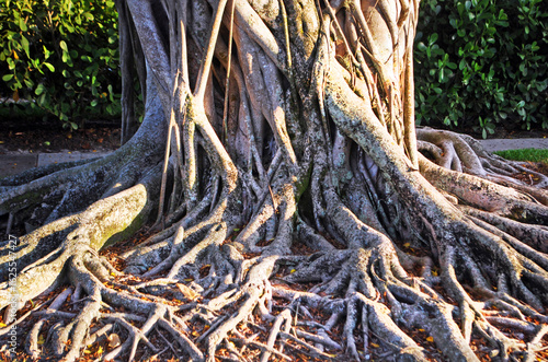 Ancient Banyan Tree in Florida