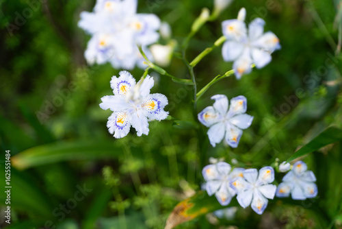 White Iris Japonica in Forest⑥
