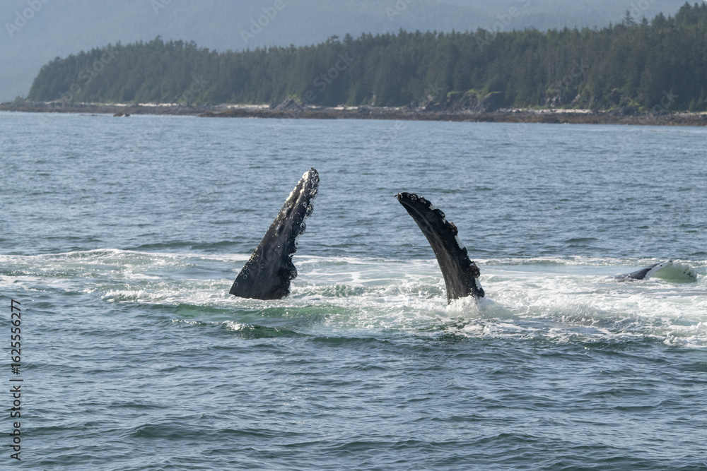 Fototapeta premium Whale Pectoral (Side) Fins, Humpback Whale