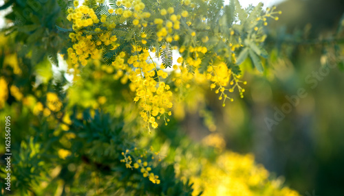 Mimosa Spring Flowers Easter background. Holiday backdrop, border art design....