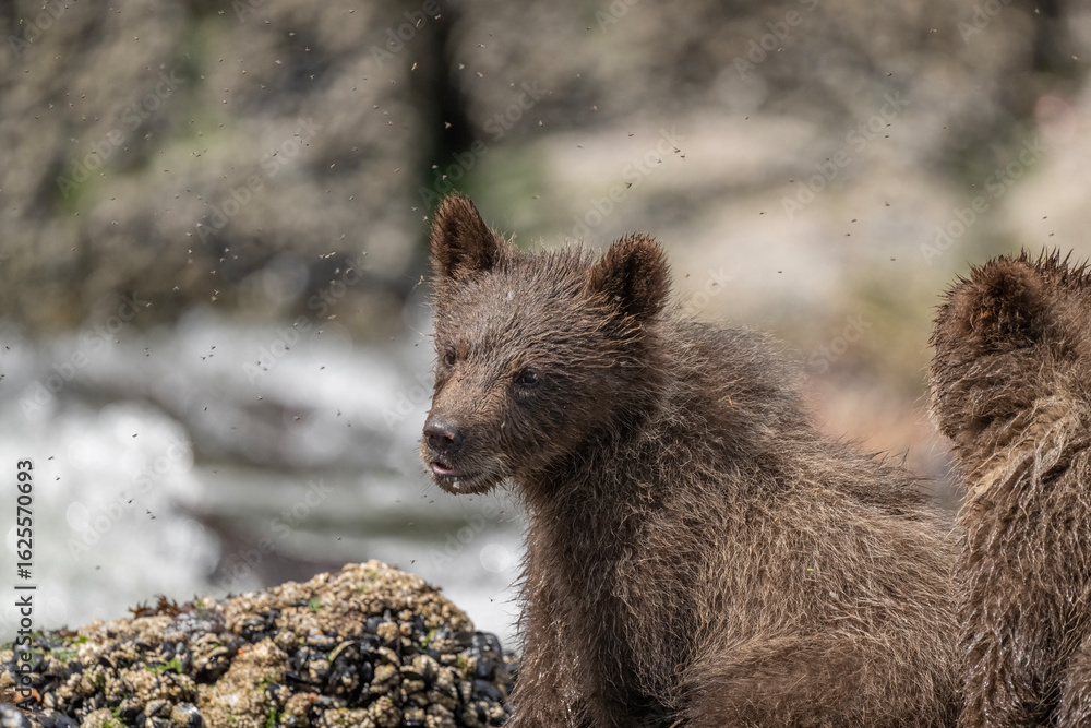 Obraz premium Brown Bear Cub