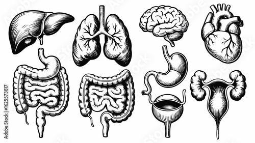Anatomical Illustration of Human Internal Organs Liver, Lungs, Brain, Heart, Intestines, Stomach and Uterus