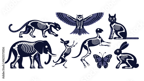 Animal Skeletons Illustration Elephant, Panther, Owl, Kangaroo, Cat, Rabbit and Butterfly