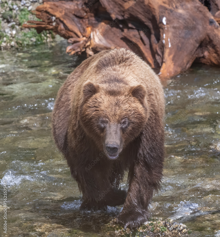 Fototapeta premium Brown Bear Fishing for Salmon