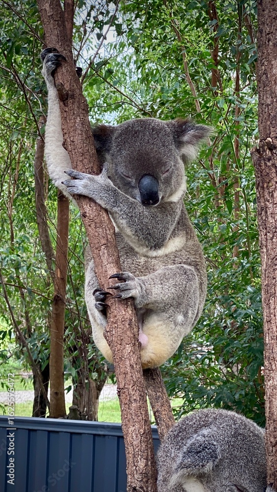 Obraz premium Koalas Climbing and Resting on Tree Trunks – Australian Wildlife