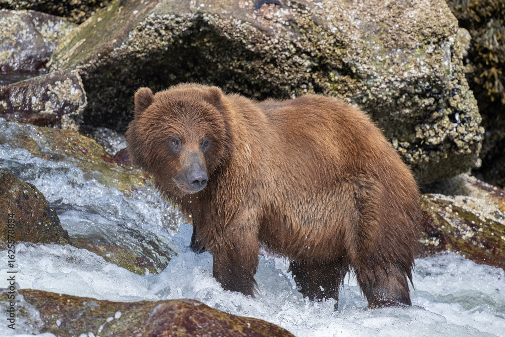 Brown Bear Fishing for Salmon Brown Bear Fishing for Salmon