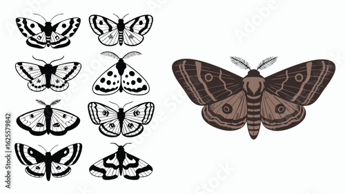 Illustrated Moth Collection Black and White Butterflies Alongside a Brown Atlas Moth