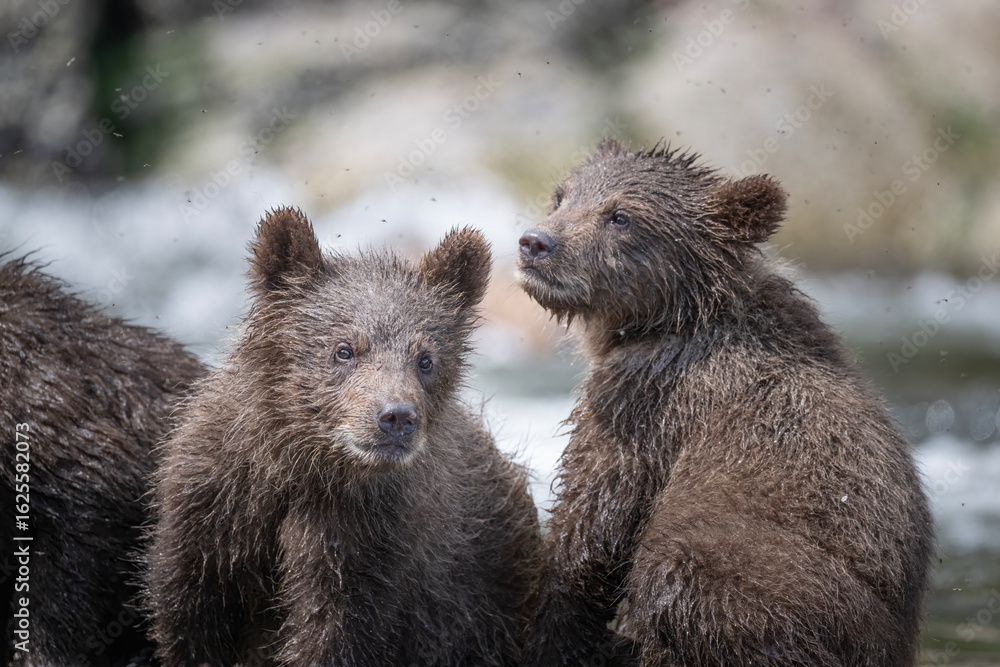 Obraz premium Brown Bear Cubs