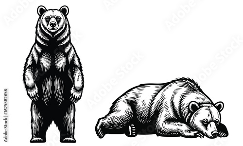 Majestic Bears Exploring the Wild Nature of Powerful Animals in Standing and Resting Poses
