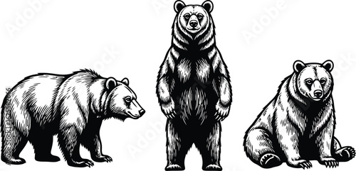 A powerful set of three grizzly bear illustrations in various poses, woodcut.