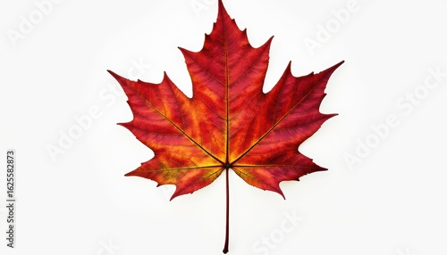 Vibrant Red Maple Leaf with Intricate Veins on a Clean White Background