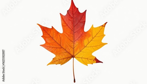 Vibrant Autumn Maple Leaf in Shades of Red and Yellow Isolated on White Background