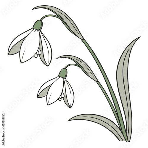 Two delicate snowdrop flowers in silhouette isolated on white background