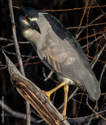 Photography ave pelecaniforme  de la familia de ardeidae , distribuida por euroasia , africa  y america