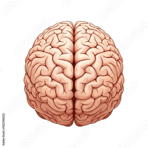 Human brain illustration from a top view, medical and science concept