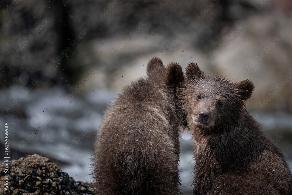 Obraz premium Brown Bear Cub Trio