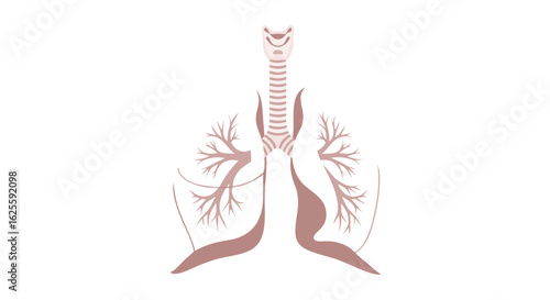 Stylized Illustration of Human Respiratory System Featuring Trachea and Lungs Depicted Against a Plain White Background