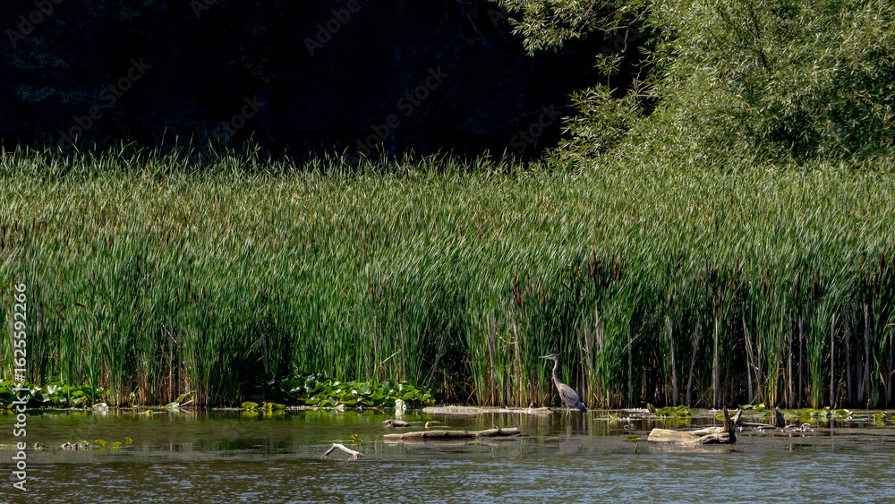 Obraz premium A Great Blue Heron standing in the water for prey