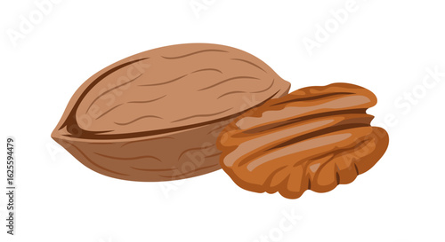 Detailed illustration of a pecan nut with its shell and a single pecan meat with visible grooves, perfect for dessert recipe, and nutritional