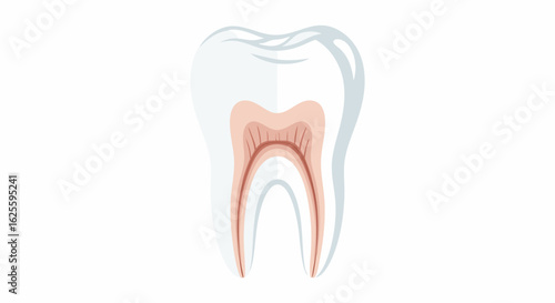 Detailed Dental Anatomy Illustration Showcasing Enamel Dentine and Pulp for Dental Health and Education purposes