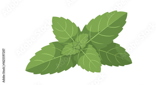 Digitally Crafted Mint Illustration, a Vivid Green Delight for Culinary or Botanical Projects