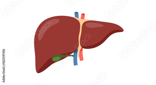 Anatomical representation of the liver and gallbladder, showcasing liver function and bile production for educational purposes