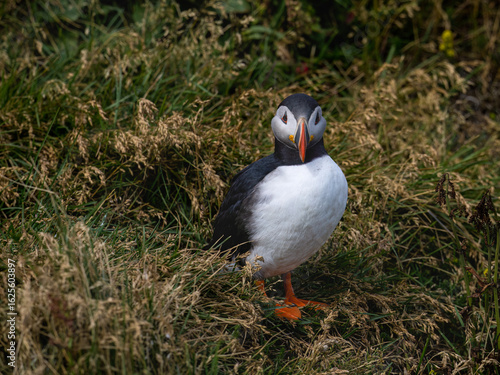 Wallpaper Mural Atlantic Puffin Standing in Grassy Meadow Habitat Torontodigital.ca