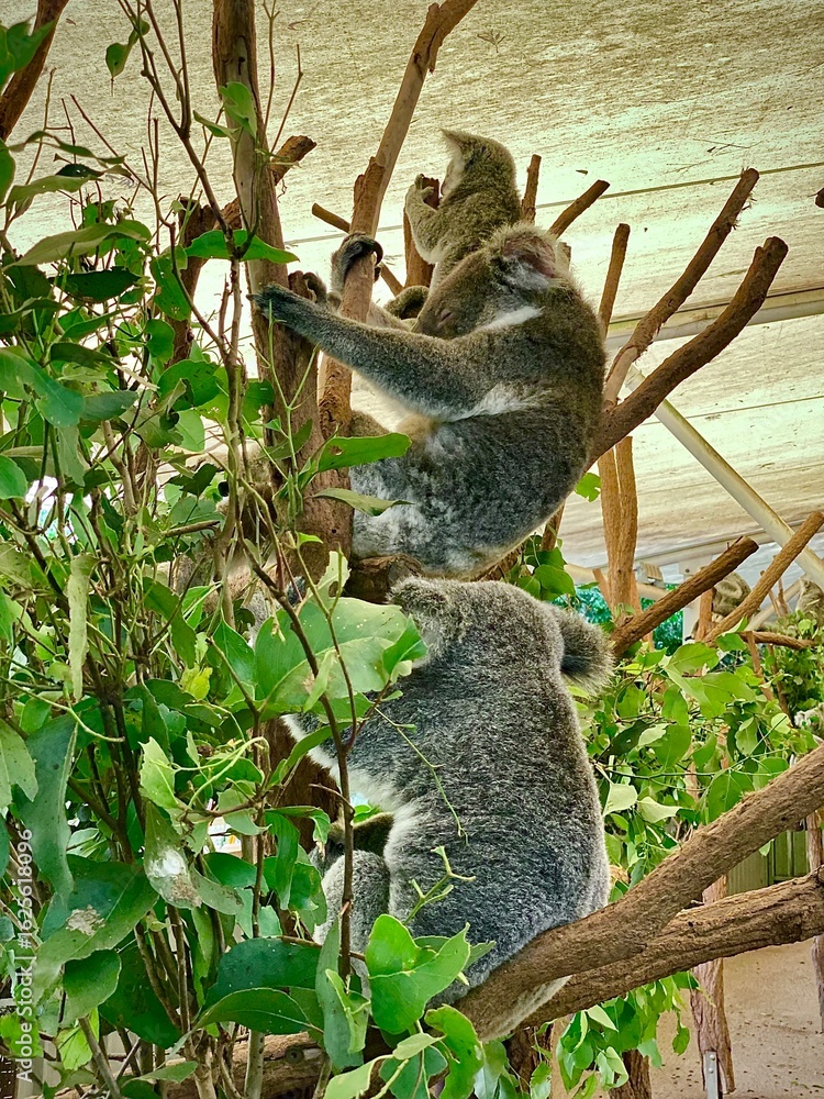 Fototapeta premium Koalas Climbing and Resting on Tree Trunks – Australian Wildlife 